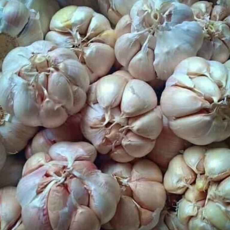 

ィ ready bawang putih murah kemasan 1kg sudah bersih tanpa kulit ㅸ