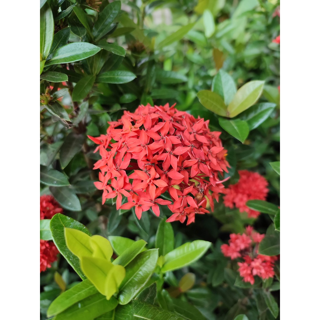 TANAMAN HIAS BAHAN BONSAI BUNGA ASOKA WARNA MERAH