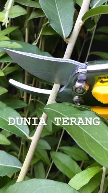 Gunting Dahan / Bunga / Ranting / Daun - Stainless Steel KAJIMA