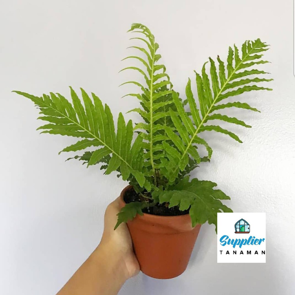 Tanaman Hias Pakis Boston - Tanaman Indoor Pakis Boston Fern