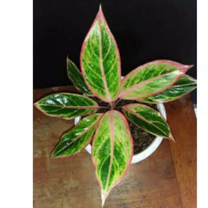 Tanaman hias aglonema kw an lotus (aglonema lipstik klasik) indukan