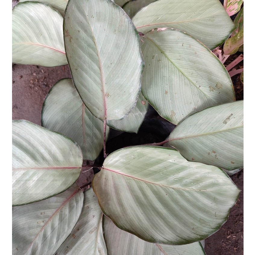 Bunga Kalatea Calathea Silver Murah Cantik Terawat