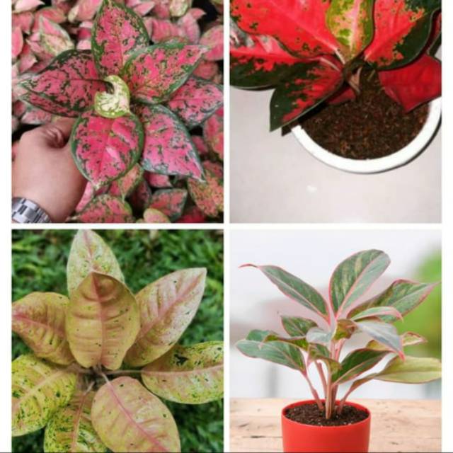 Promo Paket 4 Aglonema - Tanaman aglaonema - bunga aglaonema -tanaman hidup