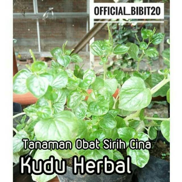 Tanaman Herbal Sirih Cina || Sirih Cina