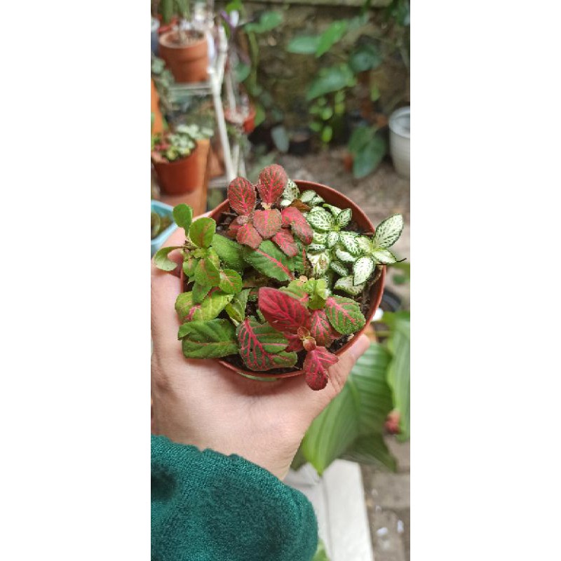 fittonia mix 1