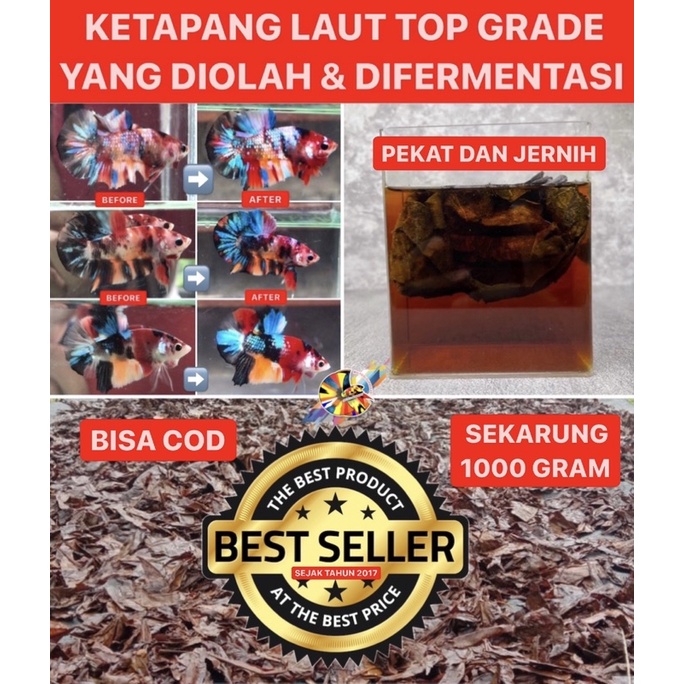 KETAPANG LAUT TOP GRADE BERKWALITAS, KETAPANG LAUT OLAHAN, KETAPANG LAUT FERMENTASI, KETAPANG LAUT K