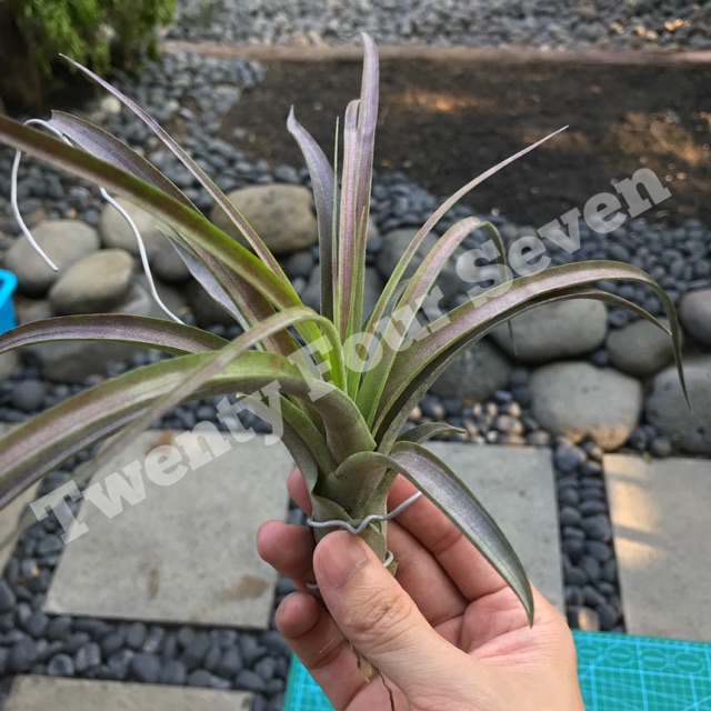 Tillandsia Love Knot Air Plant tanaman tanpa media tanah mudah dirawat