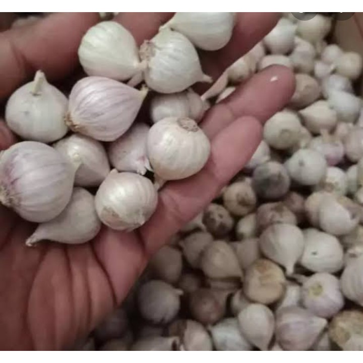 

Bawang tunggal kualitas premium 100gr-bawang lanang 100gram