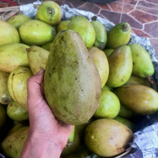 

Buah Wani Sudaji / Buah Asli Bali / Buah Dari Bali