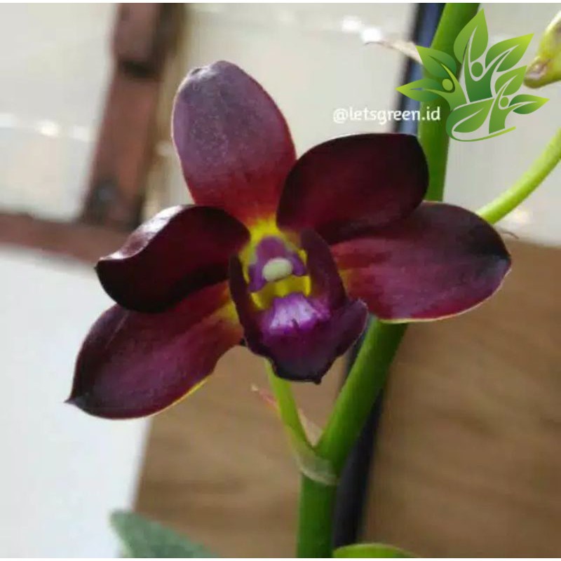Seedling Anggrek Dendrobium Bertachong X Lasiantera ( anggrek Orchidaceae DENDROBIUM )