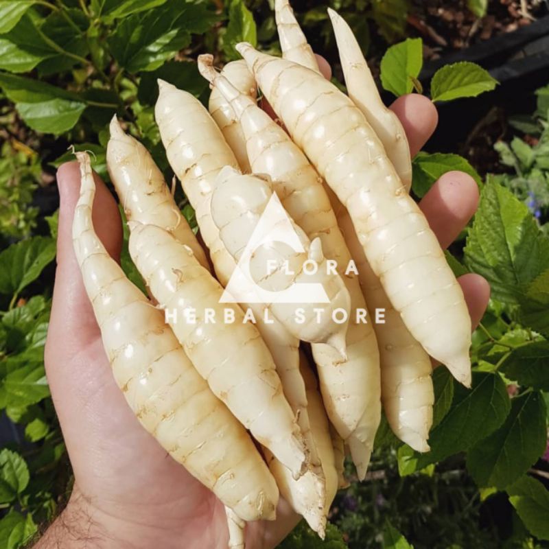 

Umbi garut I herbal umbi garut segar I herbal multikhasiat I siap olah