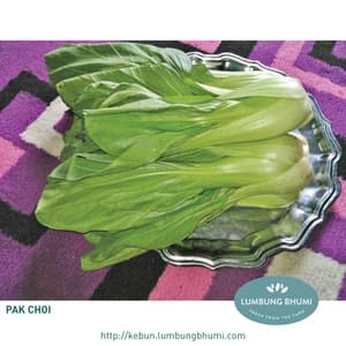 

TERBARU PAK CHOI GOCENG ( SAYUR - SAYURAN CURAH ) !!!