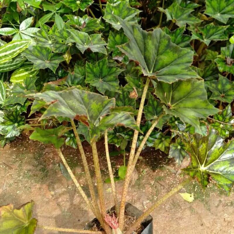 tanaman hias begonia bintang berbulu-begonia bintang-begonia gurita-begonia bintang berbulu gurita