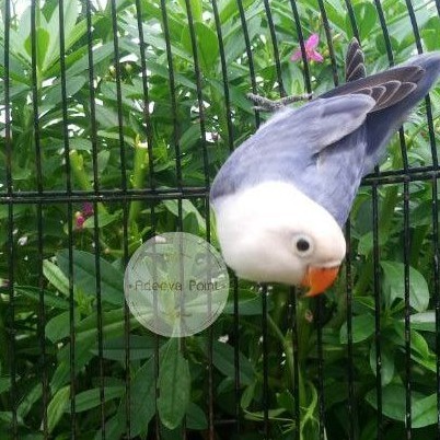 Burung  Lovebird Biola VIolet Sable Paud