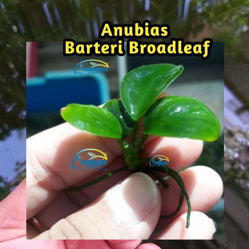 Anubias Barteri Broadleaf ~ tanaman air aquascape
