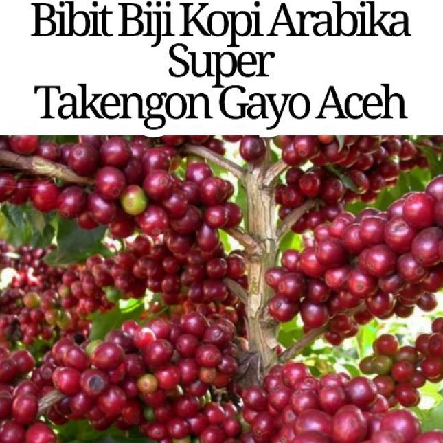 

100 Biji Bibit Cery Kopi Arabika Sidikalang# Sidikalang Arabica Coffee Bean SeedsReady Stok Bunga & Tanaman