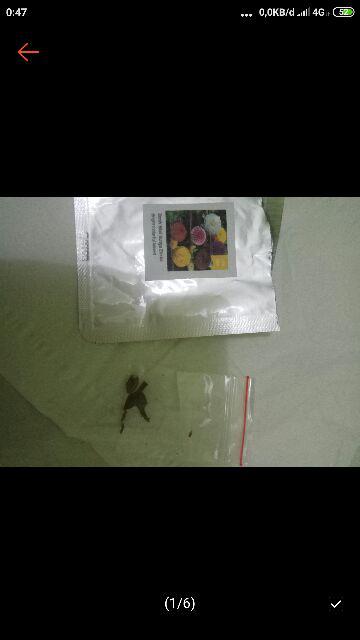 Biji Bunga Dahlia Kuning Jingga (rare Yellow Orange Dahlia Seeds)