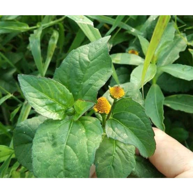 

200gram Daun JO TANG segar batang daun Tanpa akar
