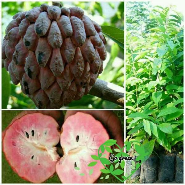 Jual  bibit buah srikaya jumbo merah