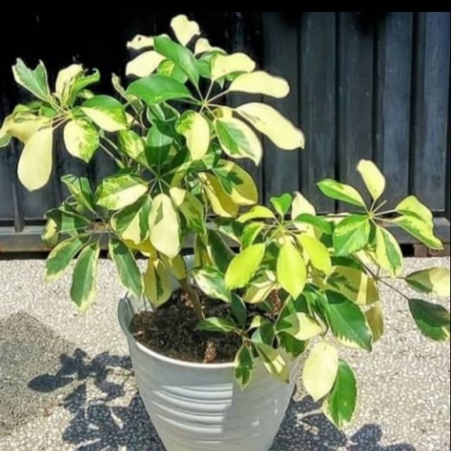 Tanaman hias Walisongo Varigata- Pohon Walisongo varigata