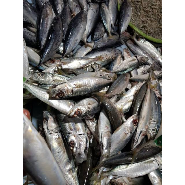 

IKAN SARDEN (1KG)