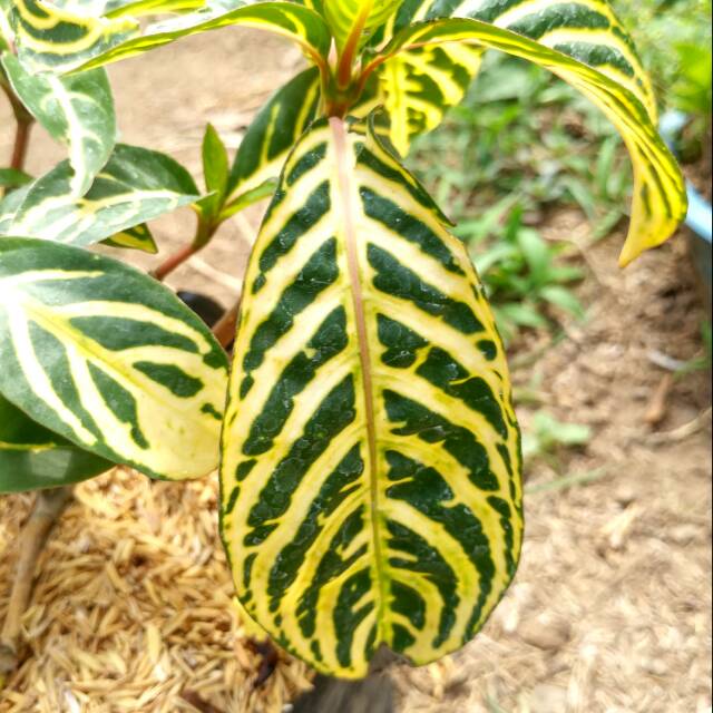 Tanaman hias aphelandra kuning