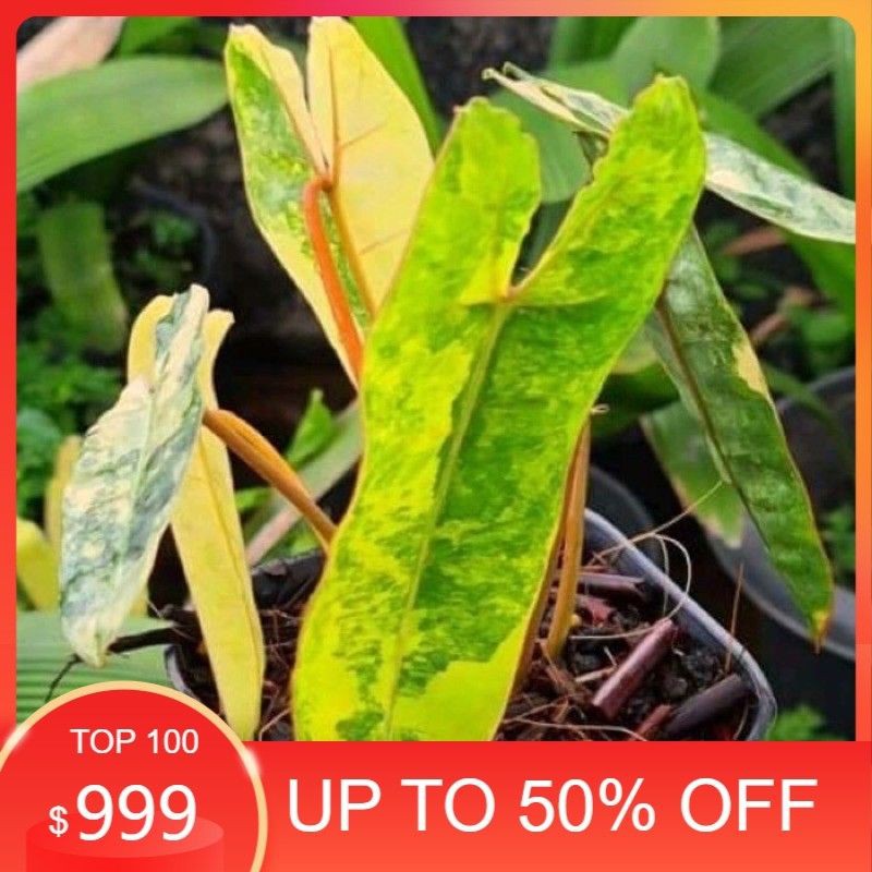 Bibit Bonggol Philodendron Kabel Busi Variegatta