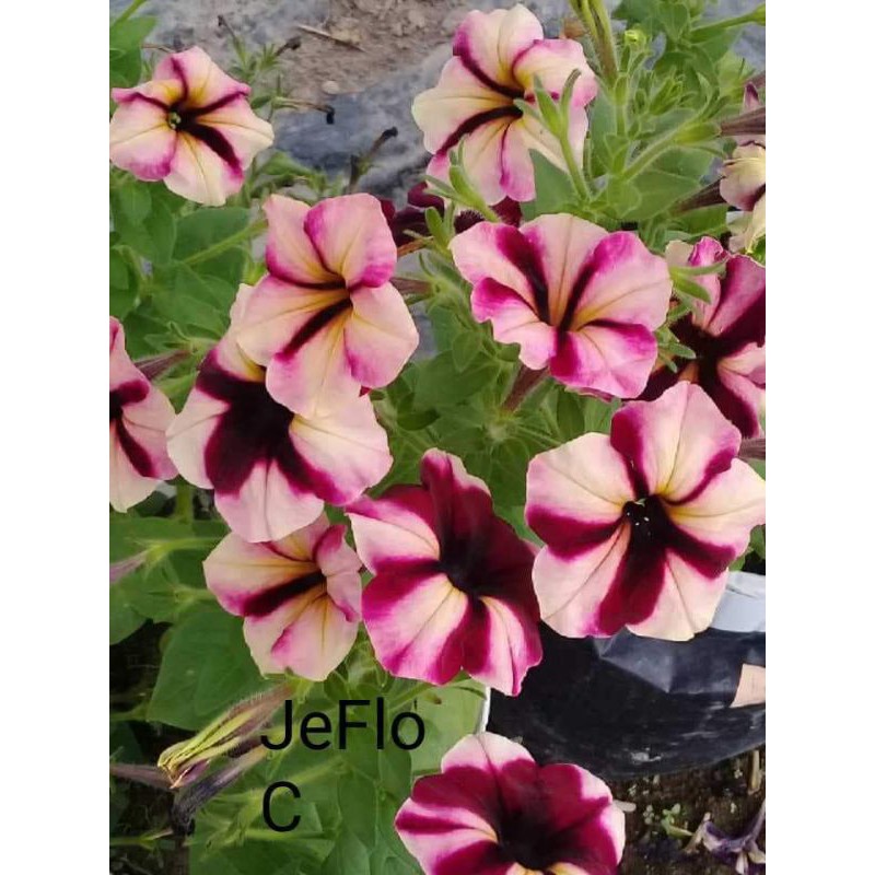 

petunia kuning hitam
