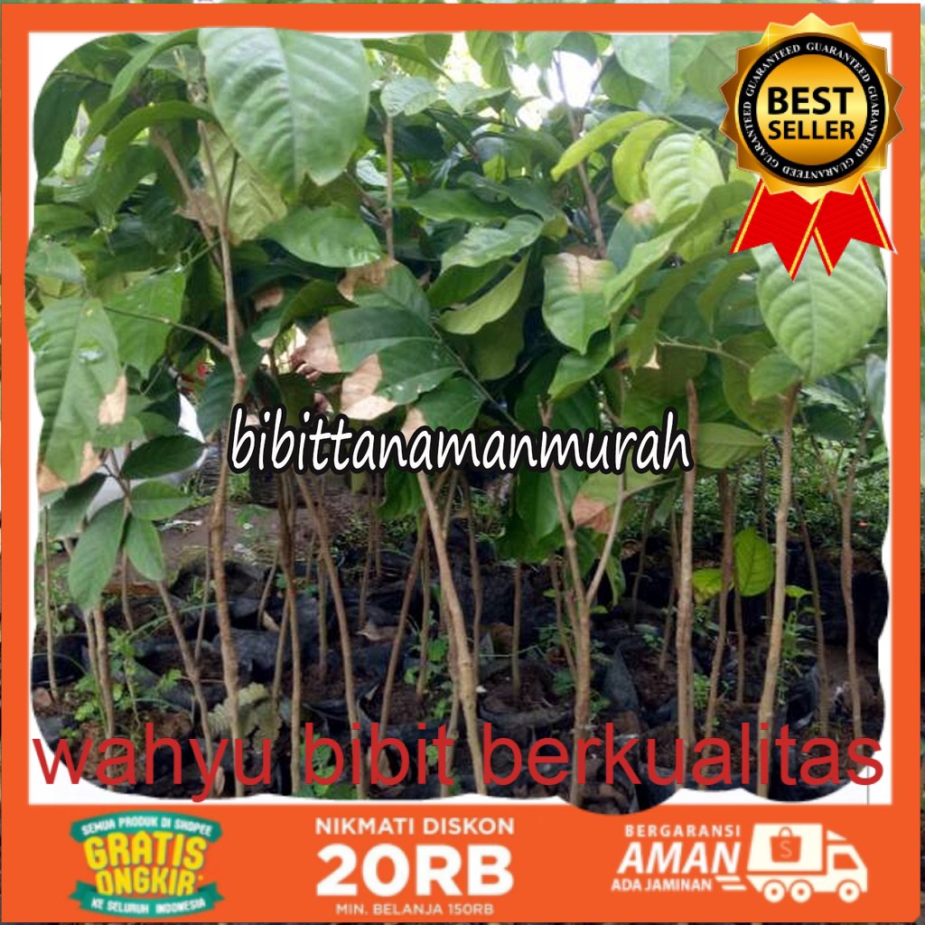 Bibit buah duku palembang