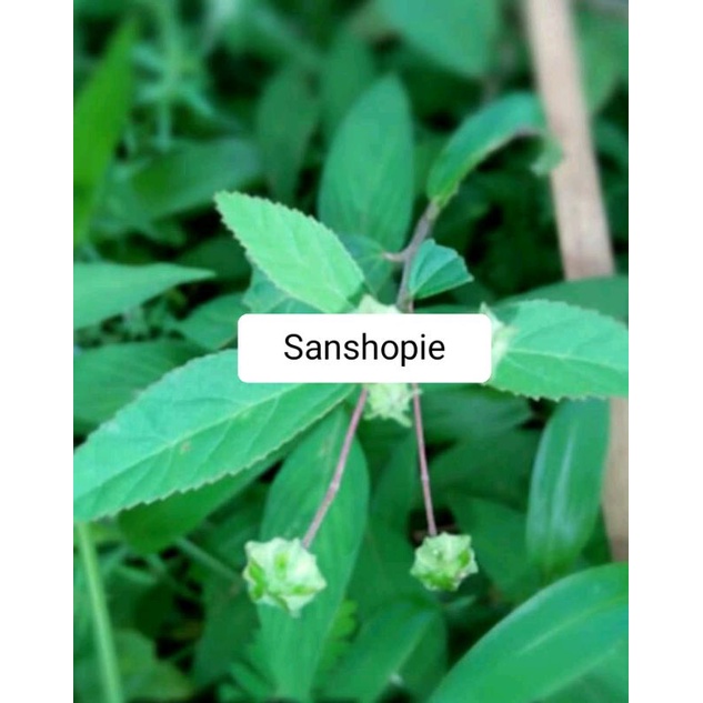 

Daun sidaguri jantan segar paket 500 gram