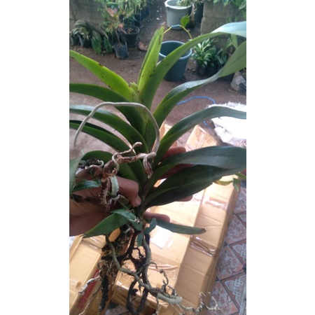 anggrek vanda helvola...dewasa