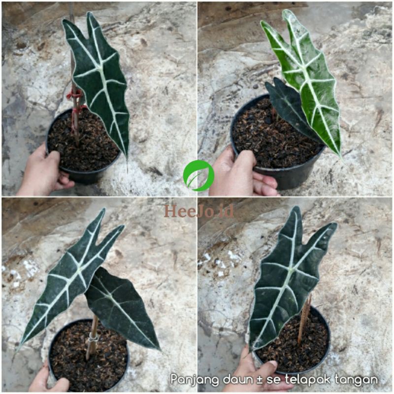 Alocasia Amazon / Alocasia Amazonica