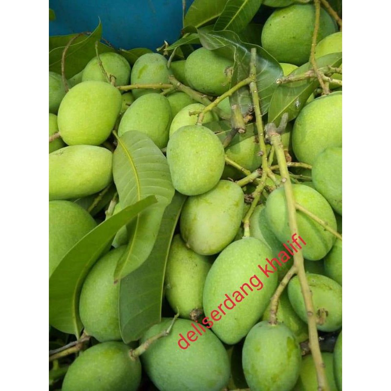 

MANGGA MUDA 1KG