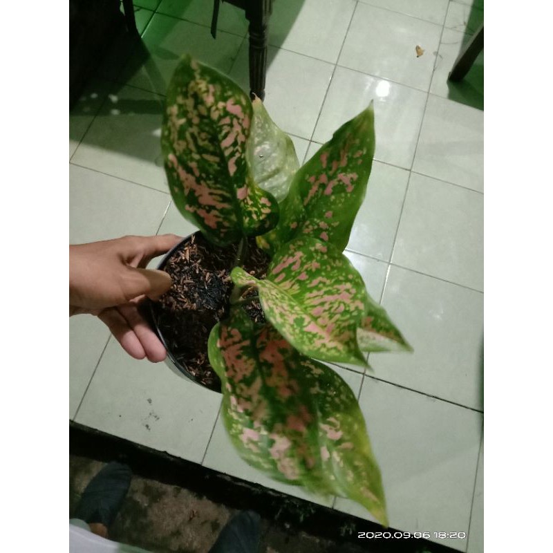 tanamanbhias aglonema lady valentin-aglonema ruby valentin