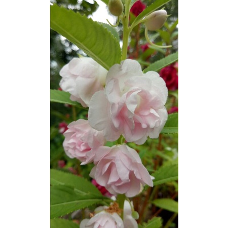 Pacar Air Tumpuk Soft Pink