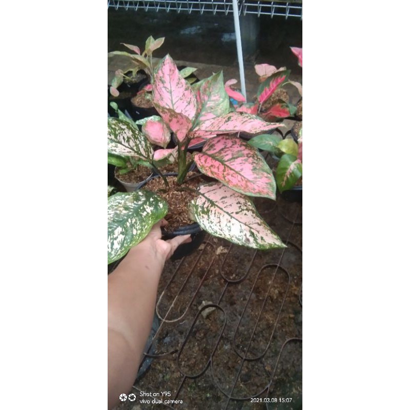 aglonema Lady valentine jumbo