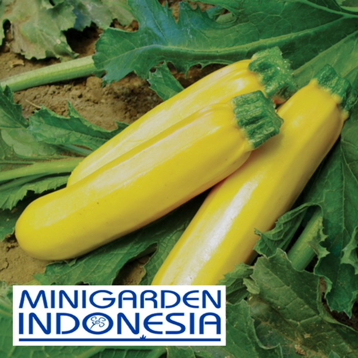 MGI 3 Benih TIMUN Zucchini Glowing bibit tanaman sayuran terong kuning zukini sukini jepang