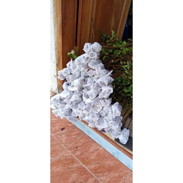 bibit fresh cangkok siumik pala