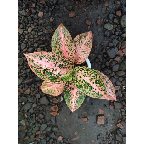 Aglaonema Stardust Orange Real Pict