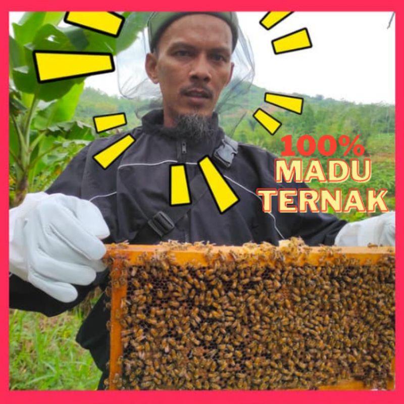 

Madu Mahal Lebah Ternak Melifera 100% Murni Nektar