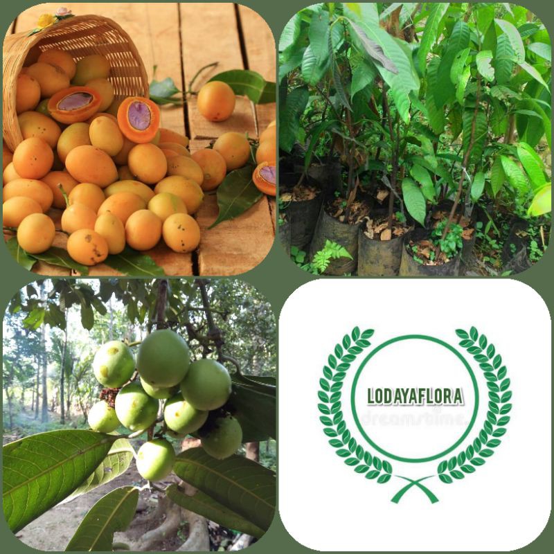 bibit tanaman Gandaria/pohon gandaria/jatake