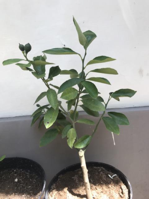 Bibit Jeruk Lemon California Berbunga