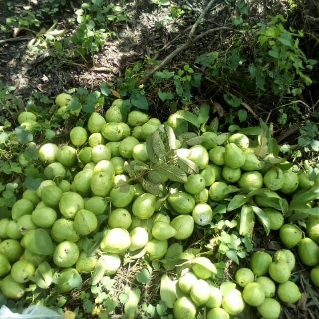 

JAMBU BIJI MERAH. GROSIRAN LEBIH MURAH