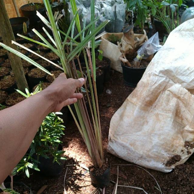 Sereh merah serai wangi tanaman serai merah