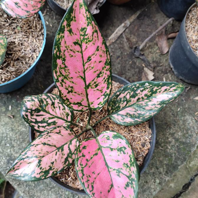 Tanaman Hias Aglonema Lady Valentine (Remaja)