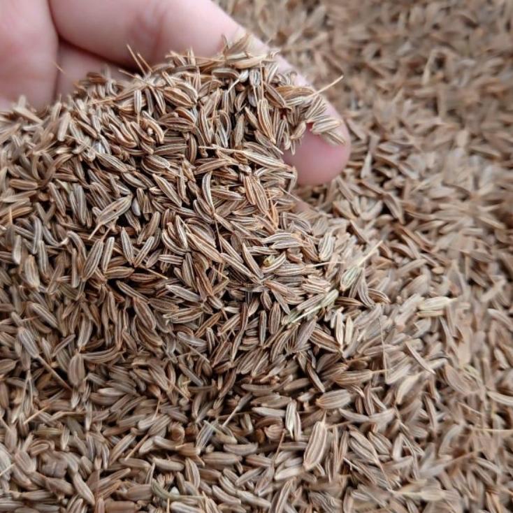 

IdE9q4P--Jinten Jintan Cumin Seed 500G Gram Fresh Dan Bersih