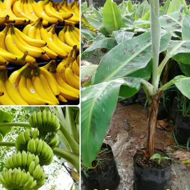 Bibit premium bibit tanaman buah pisang cavendish