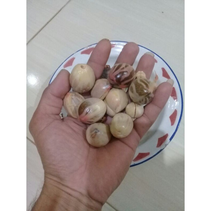 

Biji pala kondisi muda per 20 biji