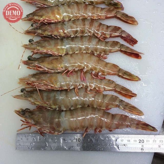 

Udang Windu Segar 1Kg // Fresh Kualitas Garansi Segar8
