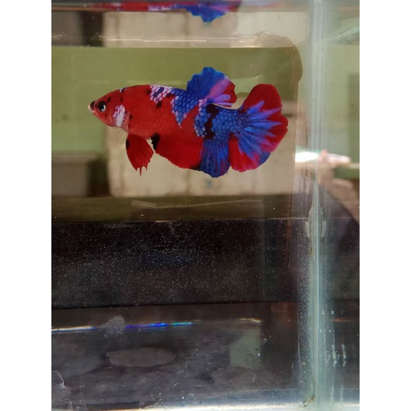 ikan cupang plakat koi multicolor